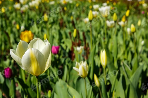 Preview: White Tulip. Beautiful Bouquet Of Tulips In Spring