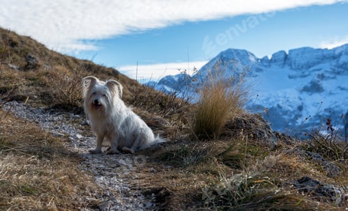 Preview: Meadows Below Montasio Mountain