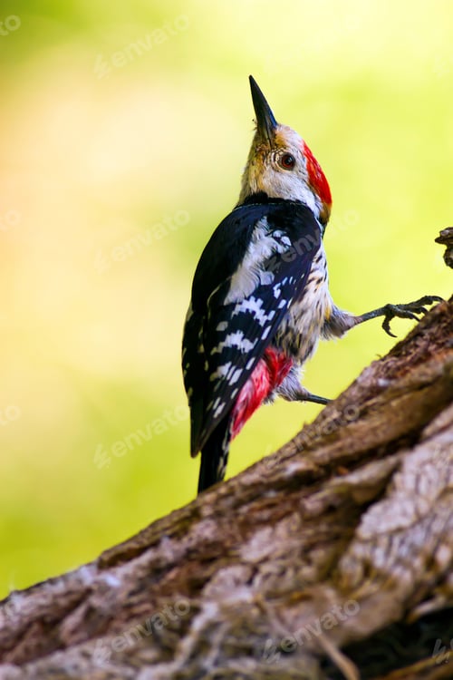 Preview: Cute Woodpecker On Tree. Green Forest Background.