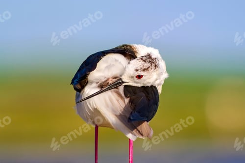 Preview: Common Water Bird. Black Winged Stilt. Himantopus Himantopus. Green Blue Nature Background.