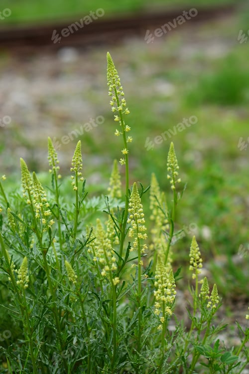 Preview: Yellow Wildflowers