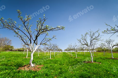 Preview: Landscape With Orchard Of Plum Trees In Blossom
