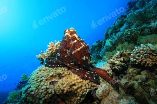 Preview: Reef Octopus (Octopus Cyaneus)
