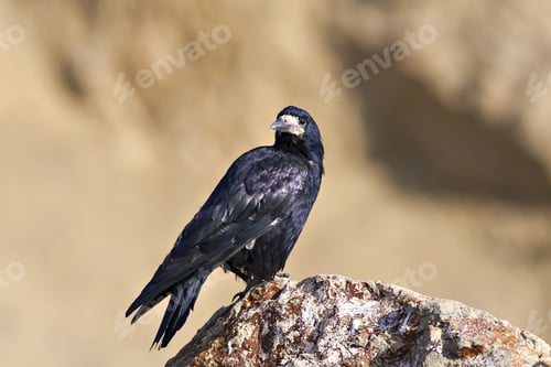 Preview: Black Crow. Bird: Rook. Corvus Frugilegus. Yellow Background.
