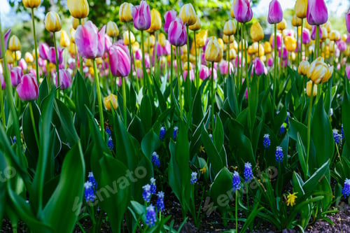 Preview: Beautiful Tulips And The Muscari Flowers In The Spring Garden Or The Park. Ornamental Flowering