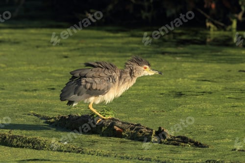 Preview: Black-Crowned Night Heron (Nycticorax Nycticorax) Baden Württemberg Germany