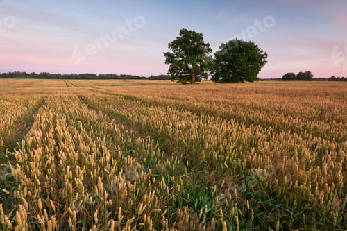 Preview: Cereal Fields At Sunset