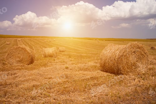 Preview: Hay Bales On The Field After Harvest
