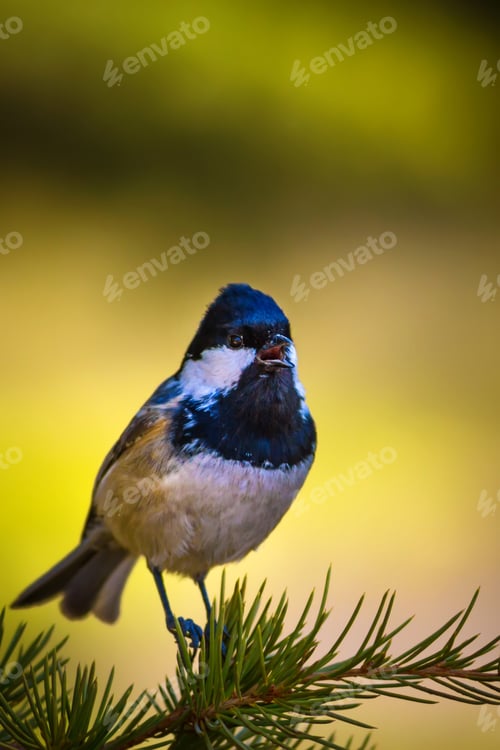 Preview: Forest And Cute Bird. Nature Background. Bird: Coal Tit. Periparus Ater.