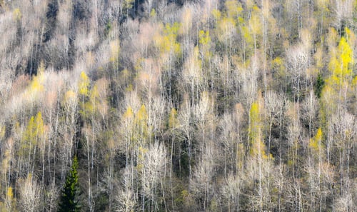 Preview: Forest Wallpaper
