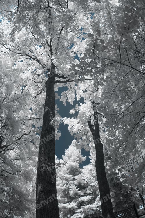 Preview: Infrared Landscape And Details