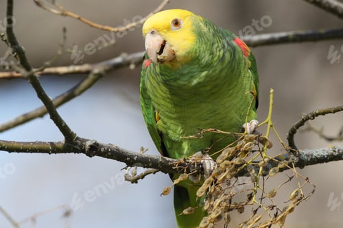 Preview: Yellow-Headed Amazon (Amazona Oratrix), Rosenstein Park, Stuttgart, Baden-Wuerttemberg