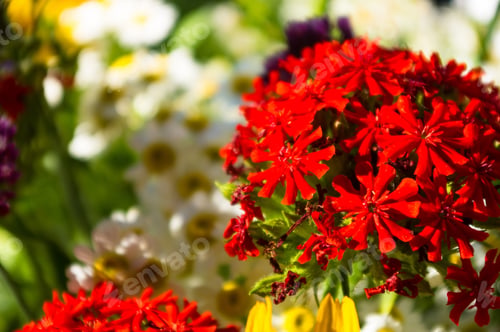 Preview: A Bouquet Of Bright Spring Flowers Of Various Types