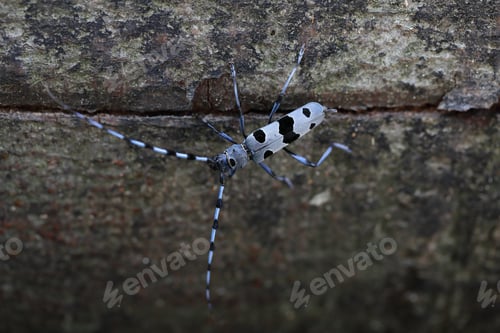 Preview: Rosalia Longicorn (Rosalia Alpina) Or Alpine Longhorn Beetle Swabian Jura Germany