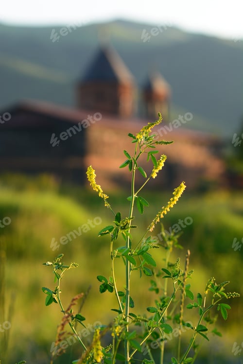 Preview: Melilotus Officinalis (Yellow Sweet Clower) On Blurry Church Background
