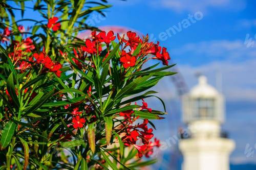 Preview: Beautiful Nerium Oleander In Bloom With Amazing Bokeh Background, Batumi, Georgia