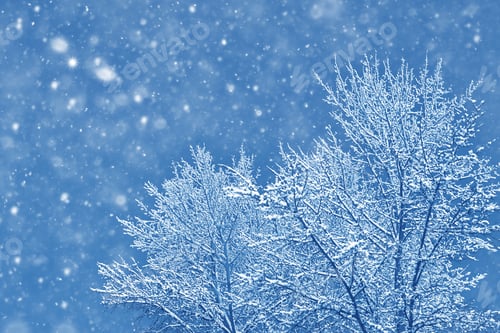 Preview: Frozen Winter Forest With Snow Covered Trees. Outdoor