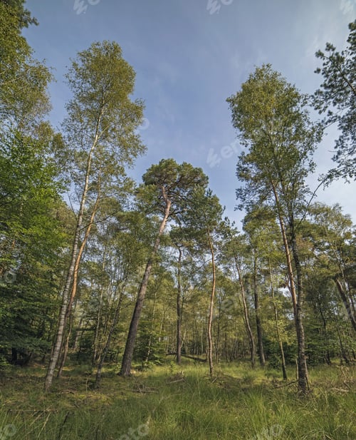 Preview: Birch And Pine Trees In Forest Under Blue Sky.