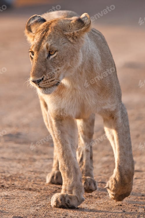 Preview: African Lioness In The Maasai Mara National Park, Kenya