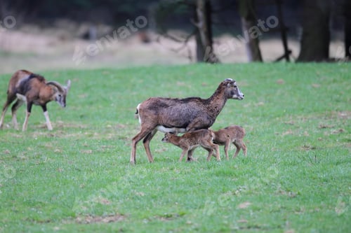 Preview: Big European Mouflon On The Grassland Wild Animal In The Nature Habitat, Saxony , Germany