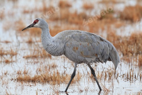 Preview: Sandhill Crane Bosque Del Apache Wildlife Reserve New Mexico Usa