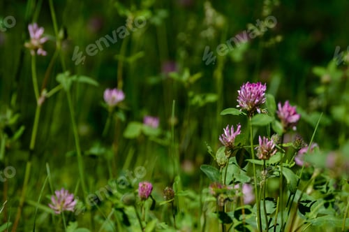 Preview: Closeup Of Beautiful Purple Red Colored Flowers With Blur Background Nature