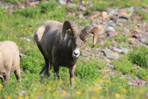 Preview: Bighorn Sheep Glacier National Park Montana Usa