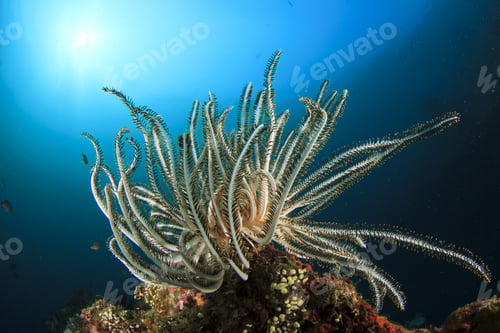 Preview: Featherstar Underwater