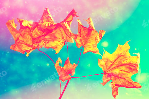 Preview: Autumn Landscape With Bright Colorful Leaves. Indian Summer. Foliage