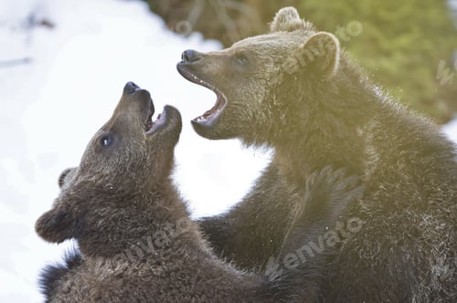 Preview: Young Brown Bears (Ursus Arctos) In Alaska, Usa