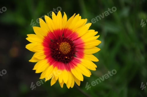 Preview: Gaillardia (Blanket Flower) In Bloom