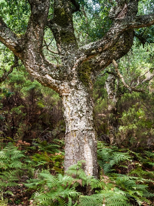 Preview: Old Cork Oak In The Andalusian Countryside. "Natural Park Of Oark Corks", Near Algeciras