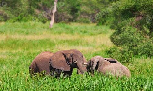 Preview: African Elephants In The Tarangire National Park, Tanzania