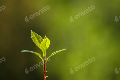 Preview: Macro Of Little Sprout Avocado Persea Gratissima On The Window