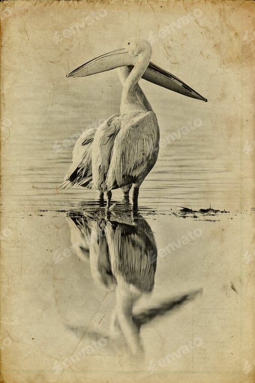 Preview: Vintage Style Image Of White Pelicans At Lake Nakuru National Park - Kenya, Africa