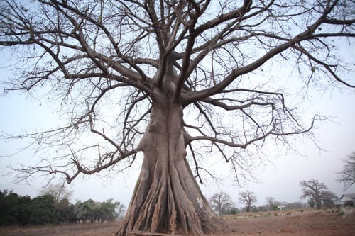 Preview: Single Massive Baobab Tree, Growing On An African Savannah, With Blue Sky In The Background, On A