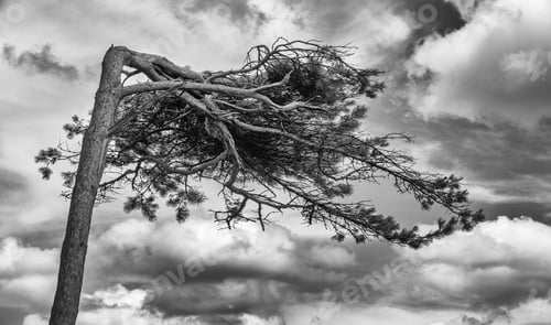 Preview: A Tree Which Has Been Bent By The Prevailing Wind In High-Contrast Monochrome.
