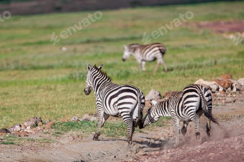 Preview: Zebras In The Ngorongoro Crater, Tanzania