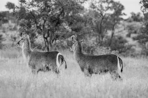 Preview: Female Waterbuck Antelopes In The Kruger National Park, South Africa