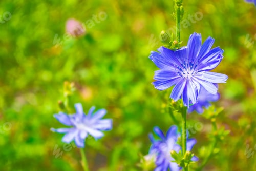 Preview: Bright Flowers Of Chicory On The Background Of The Summer Landscape.