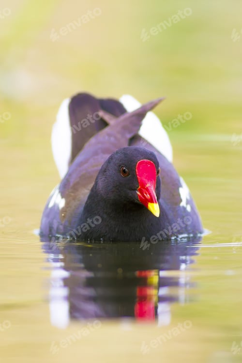 Preview: Nature And Bird. Cute Colorful Water Bird. Lake Habitat And Green Nature Background. Bird: Common