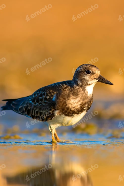Preview: Cute Water Bird. Common Bird Ruddy Turnstone. Colorful Nature Background. Bird: Ruddy Turnstone