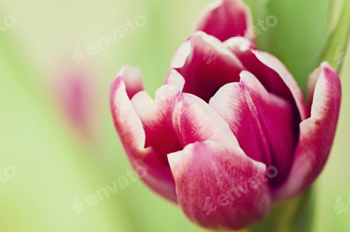 Preview: Macro Detail Of Pink Tulip