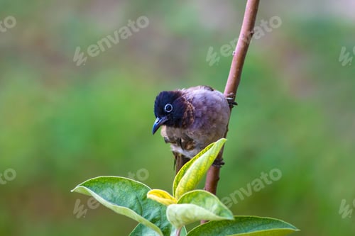 Preview: Cute Bird. Bird: White Spectacled Bulbul. Pycnonotus Xanthopygos. Green Nature Background.