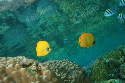 Preview: Masked Butterflyfish (Chaetodon Semilarvatus) On A Shallow Coral Reef