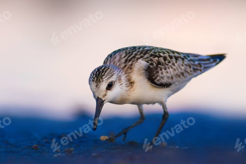 Preview: Little Cute Water Bird. Nature Background.