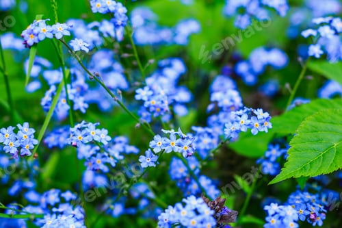 Preview: A Beautiful Background Of Forget-Me-Not. Myosotis Sky Blue Flowers. A Biennial Plant For Garden.