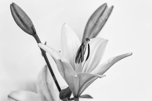 Preview: A Lilly Flower Photographed Against A White Background In High Contrast Monochrome.