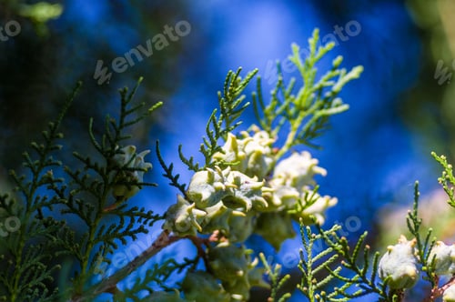 Preview: Incense Cedar Tree Calocedrus Decurrens Branch Close Up.