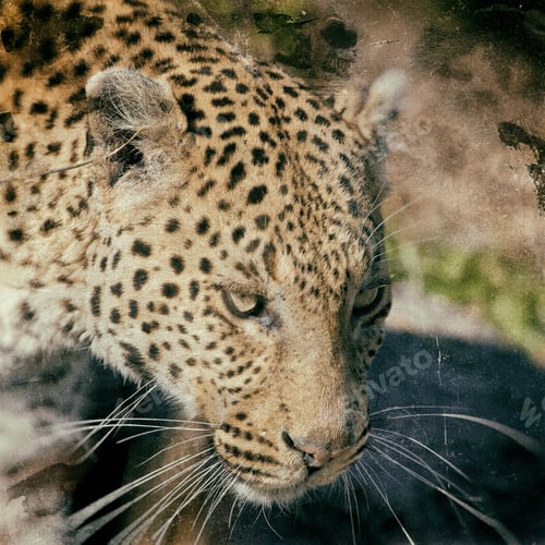 Preview: Vintage Style Image Of A Leopard In The Okavango Delta, Botswana